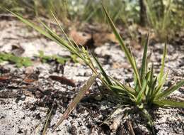 Panicum malacon Nash resmi