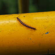 Image of Millipede