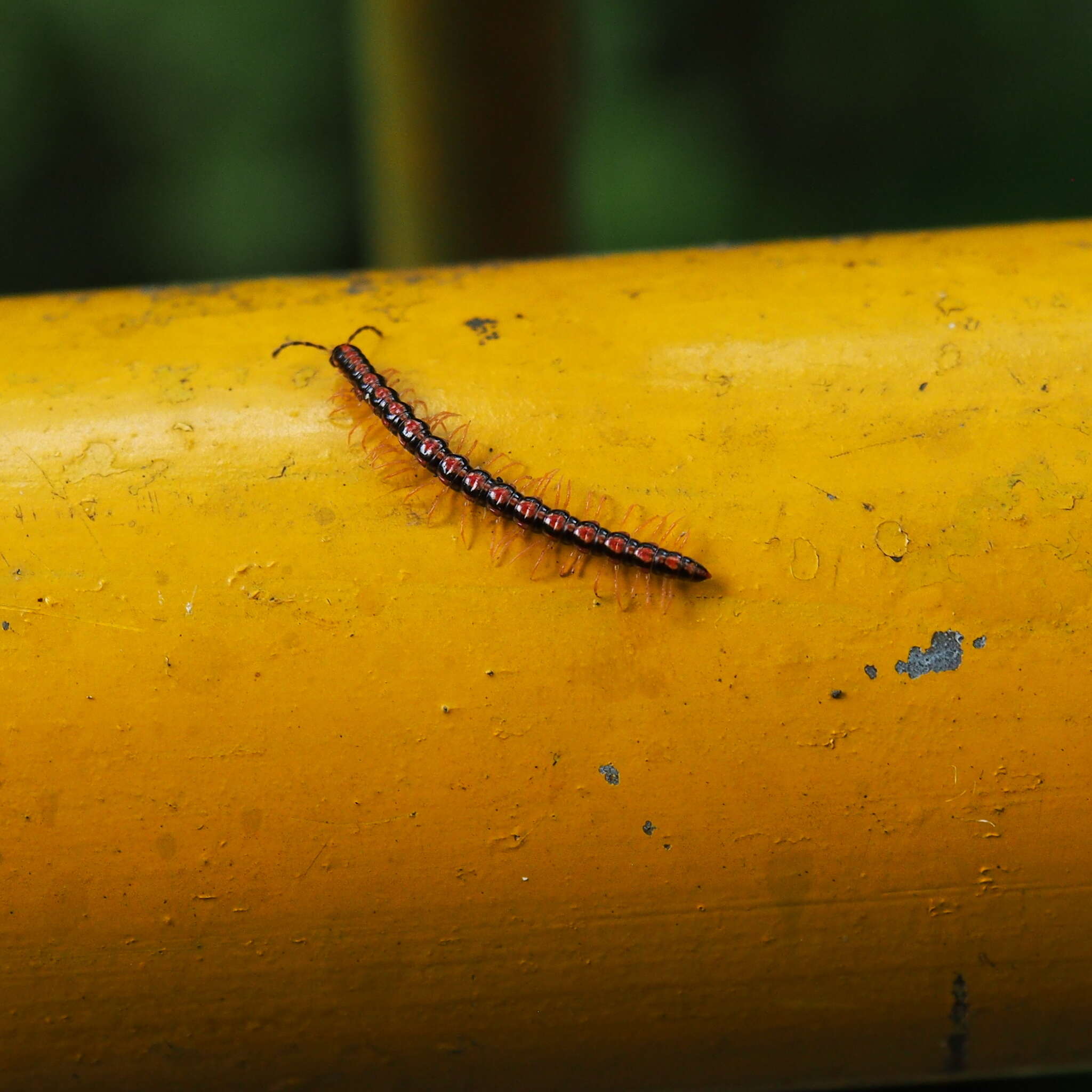 Image of Millipede