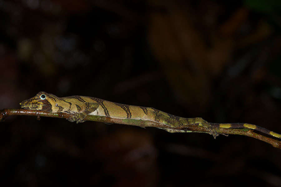 Image of Banded Tree Anole