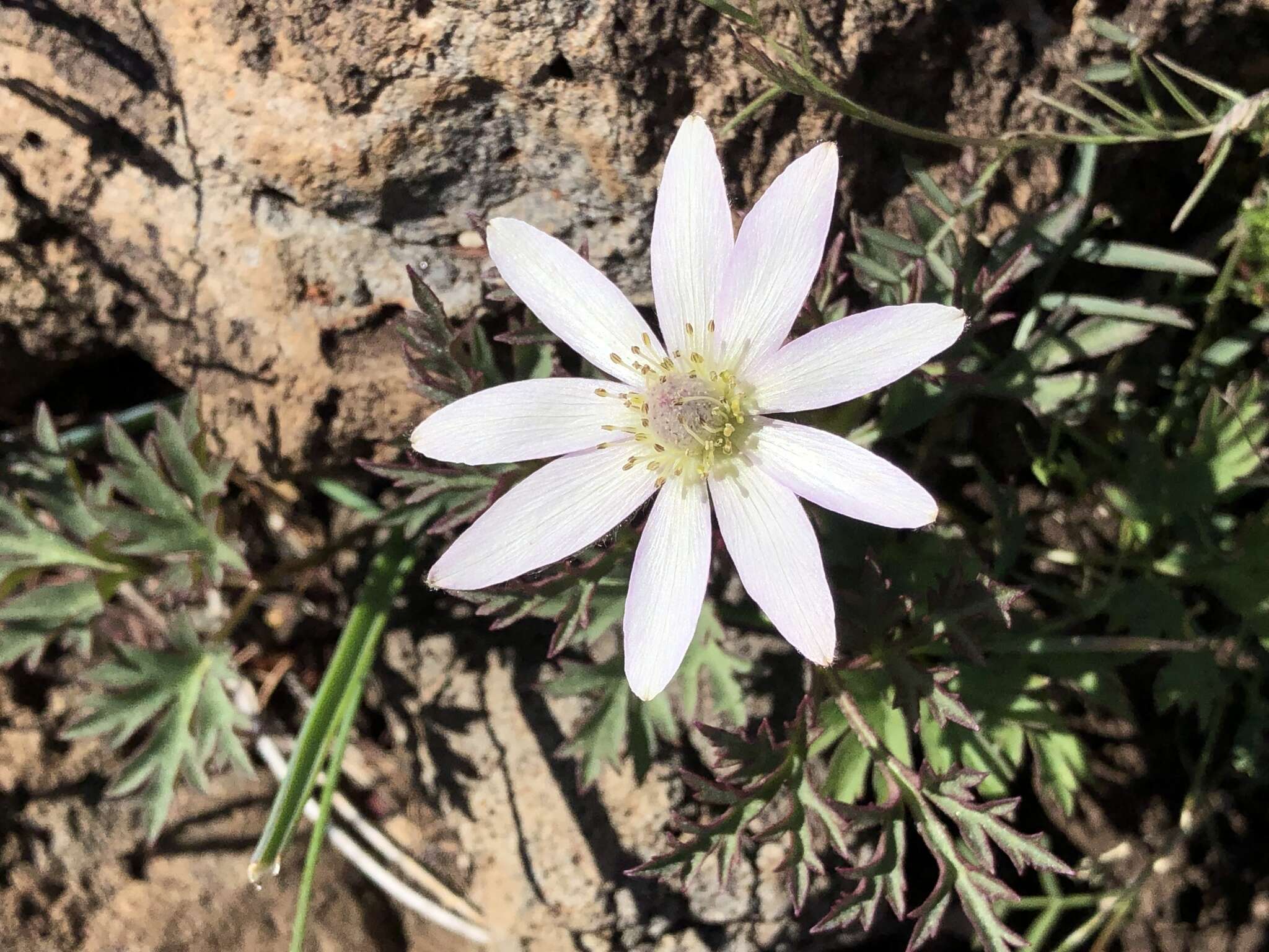 Image of tuber anemone