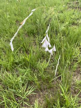 Image of Dierama argyreum L. Bolus