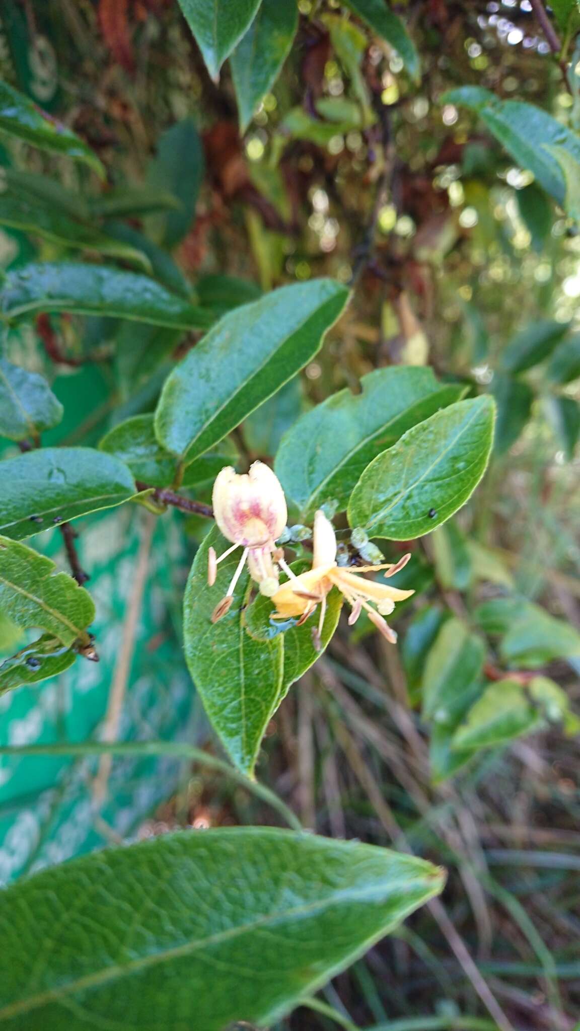 Image of Fragrant Grove Honeysuckle