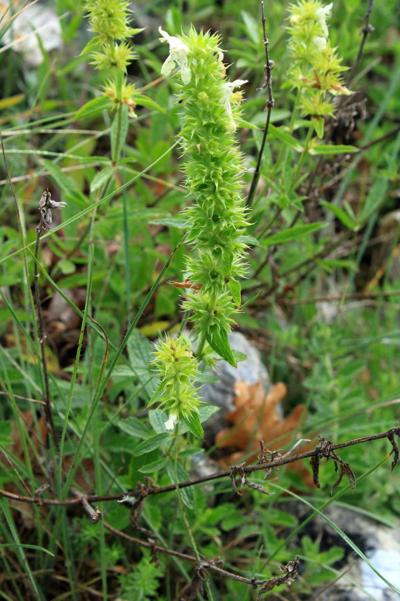 Image of Stachys atherocalyx K. Koch