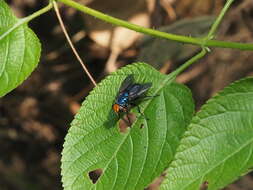 Слика од Silbomyia cyanea (Matsumura 1916)