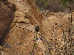 Plectocephalus cachinalensis (Phil.) N. Garcia & Susanna resmi