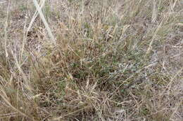 Image of Small-leaved Tree Daisy