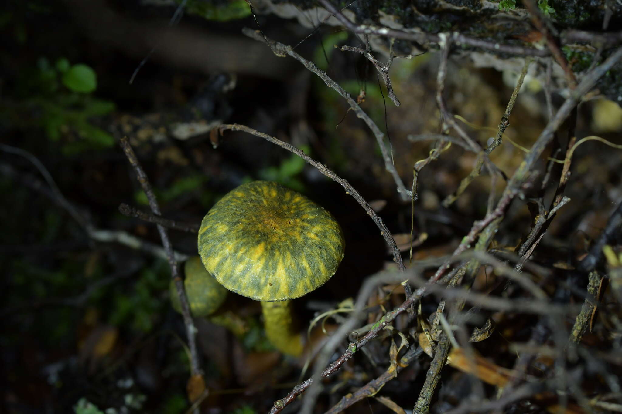 Image of Cortinarius aerugineoconicus E. Horak 1990