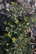 Imagem de Eriogonum microtheca var. ambiguum (M. E. Jones) Reveal