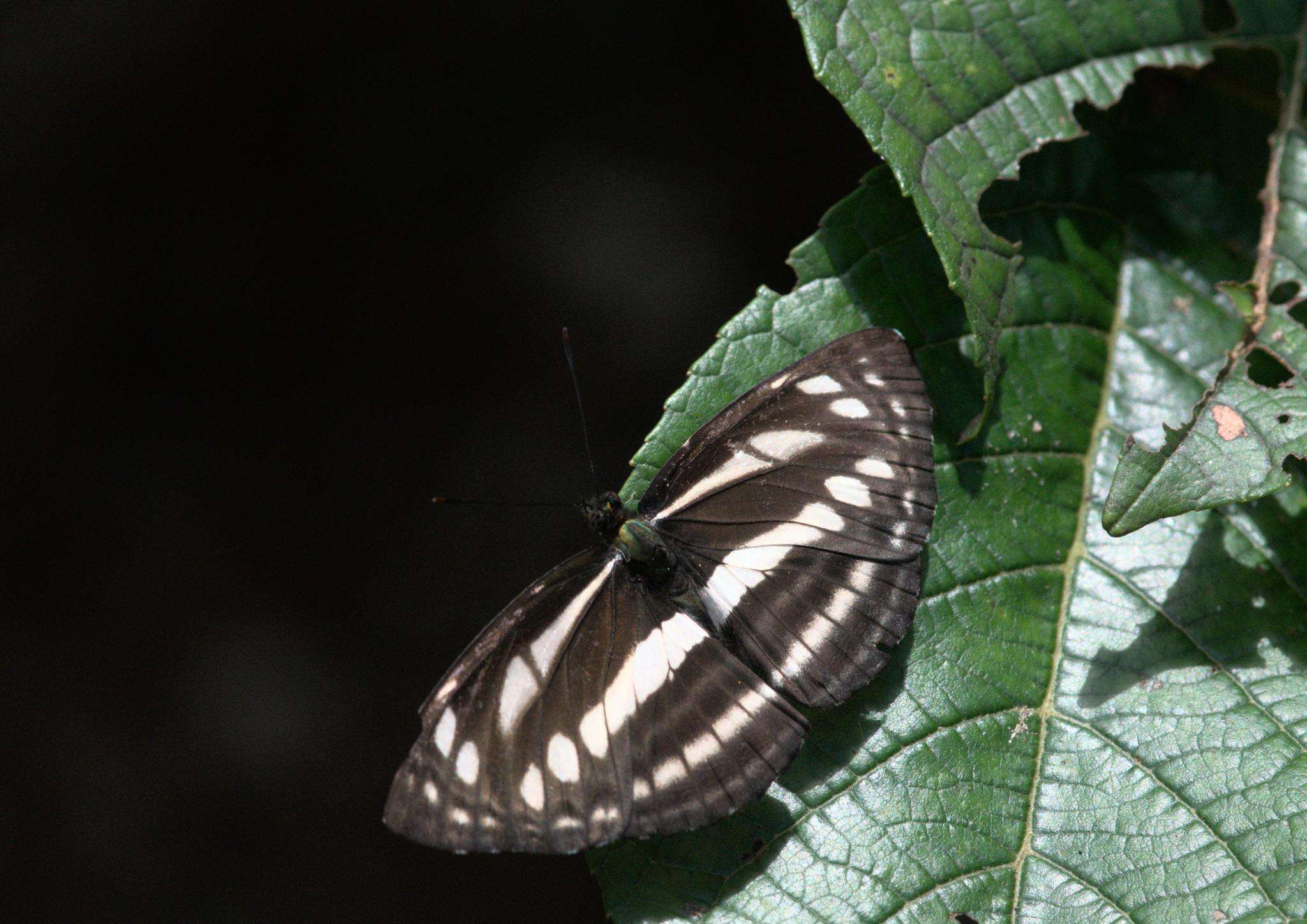 Image de Neptis soma Moore 1858