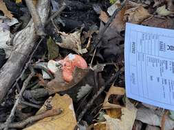 Image of Russula silvestris (Singer) Reumaux 1996