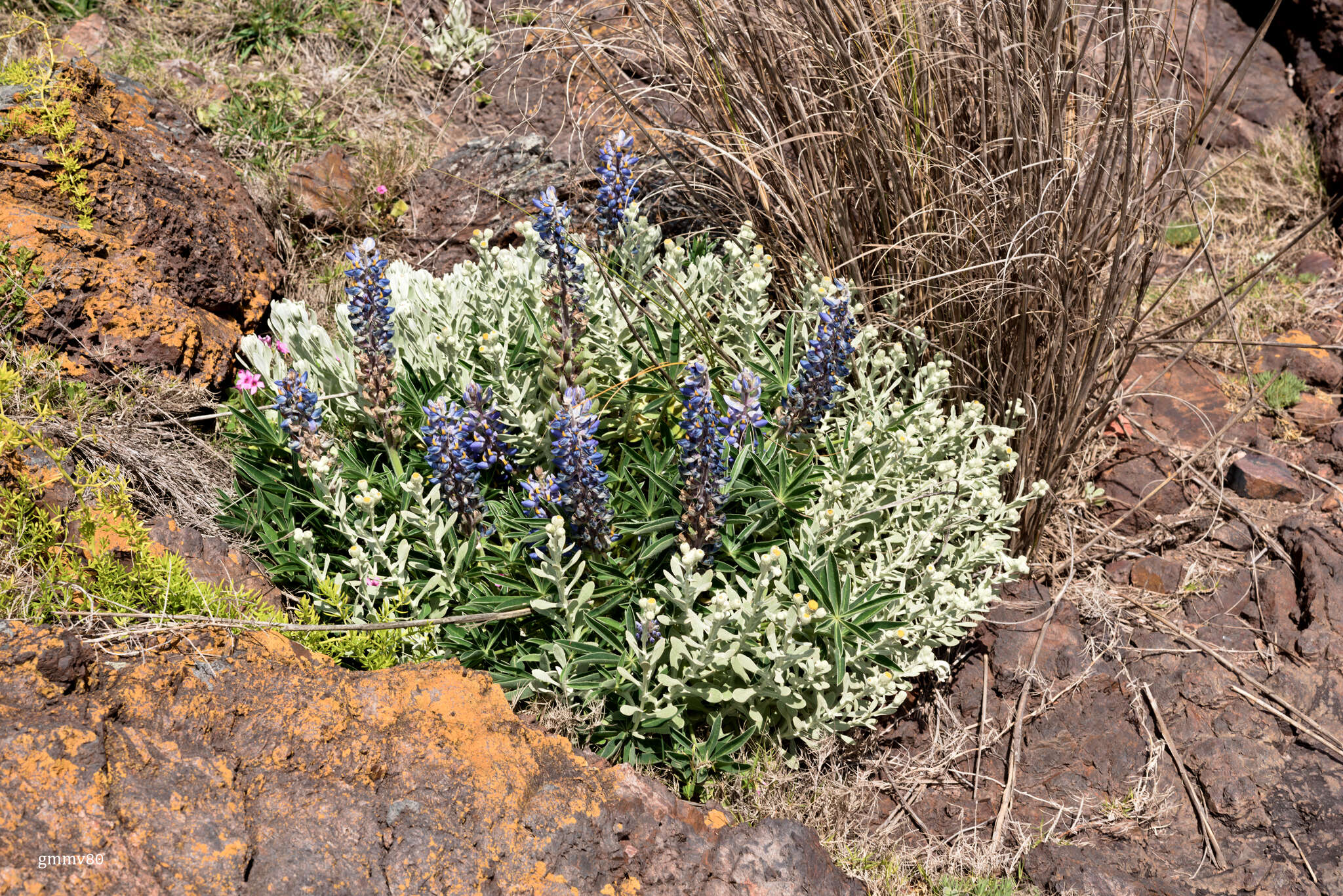 Image of Lupinus multiflorus Desr.