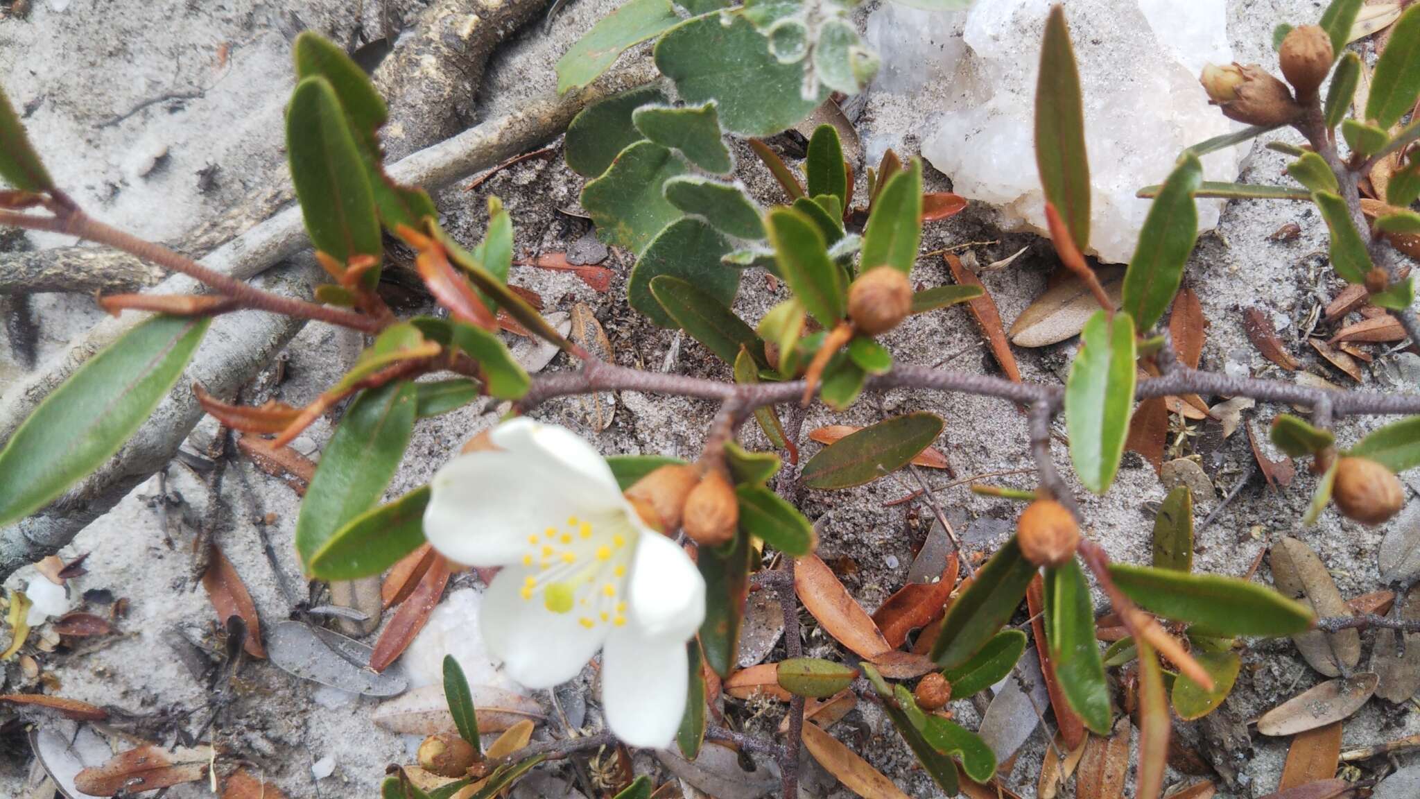 Image of Xerochlamys itremoensis Hong-Wa