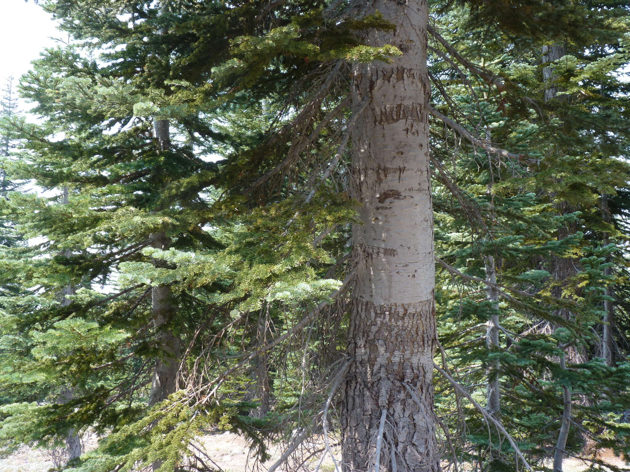 Image de Abies magnifica var. shastensis Lemmon