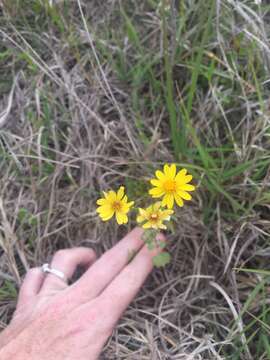 Image of Great Plains Groundsel