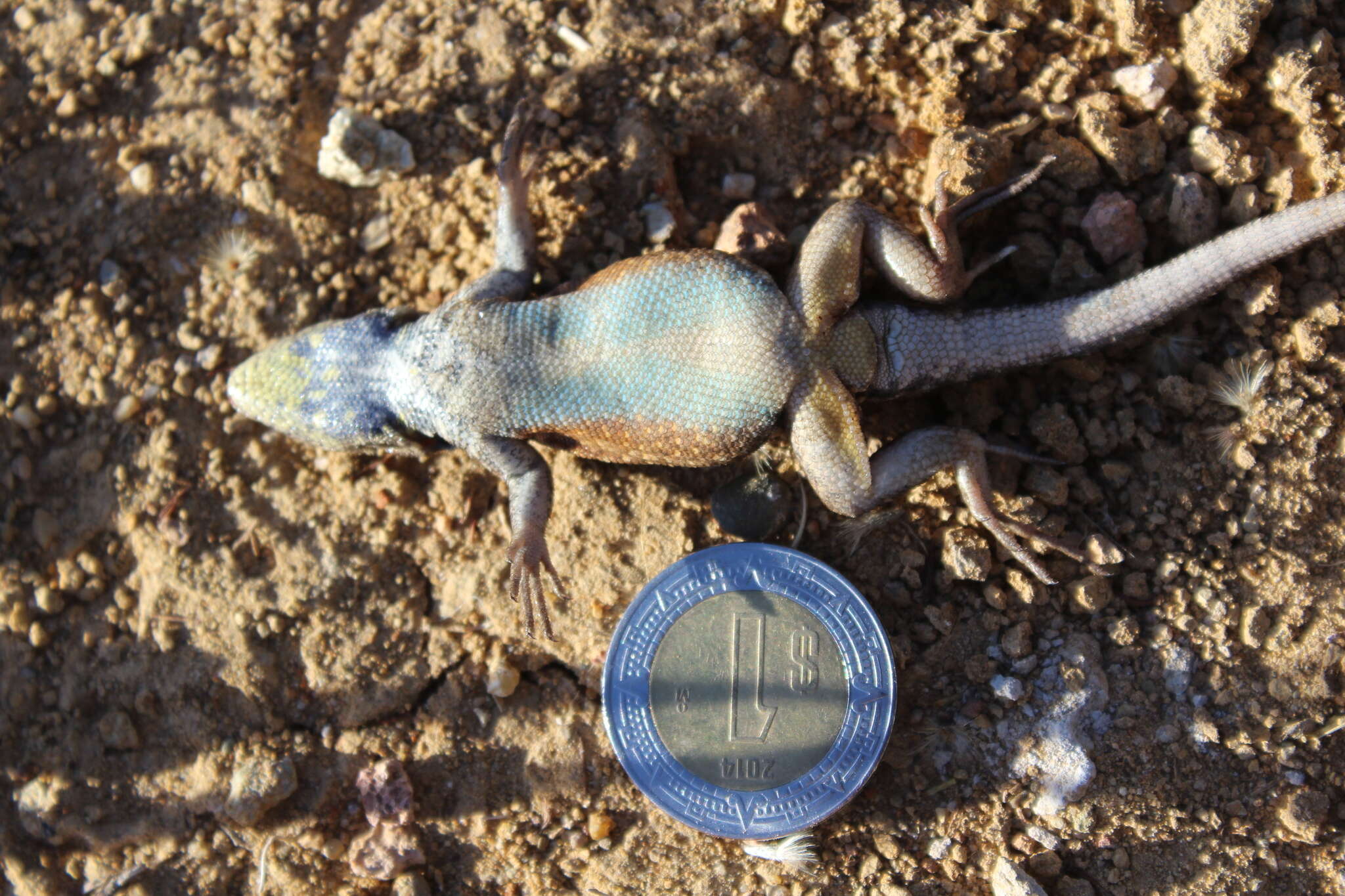 Image of Bluebelly Lizard