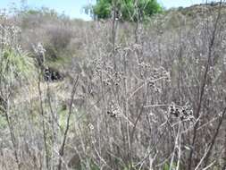 Image of Tessaria absinthioides (Hook. & Arn.) DC.