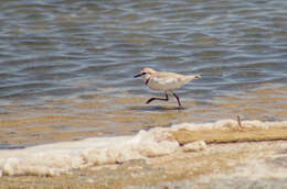 Image of Chestnut-banded Plover