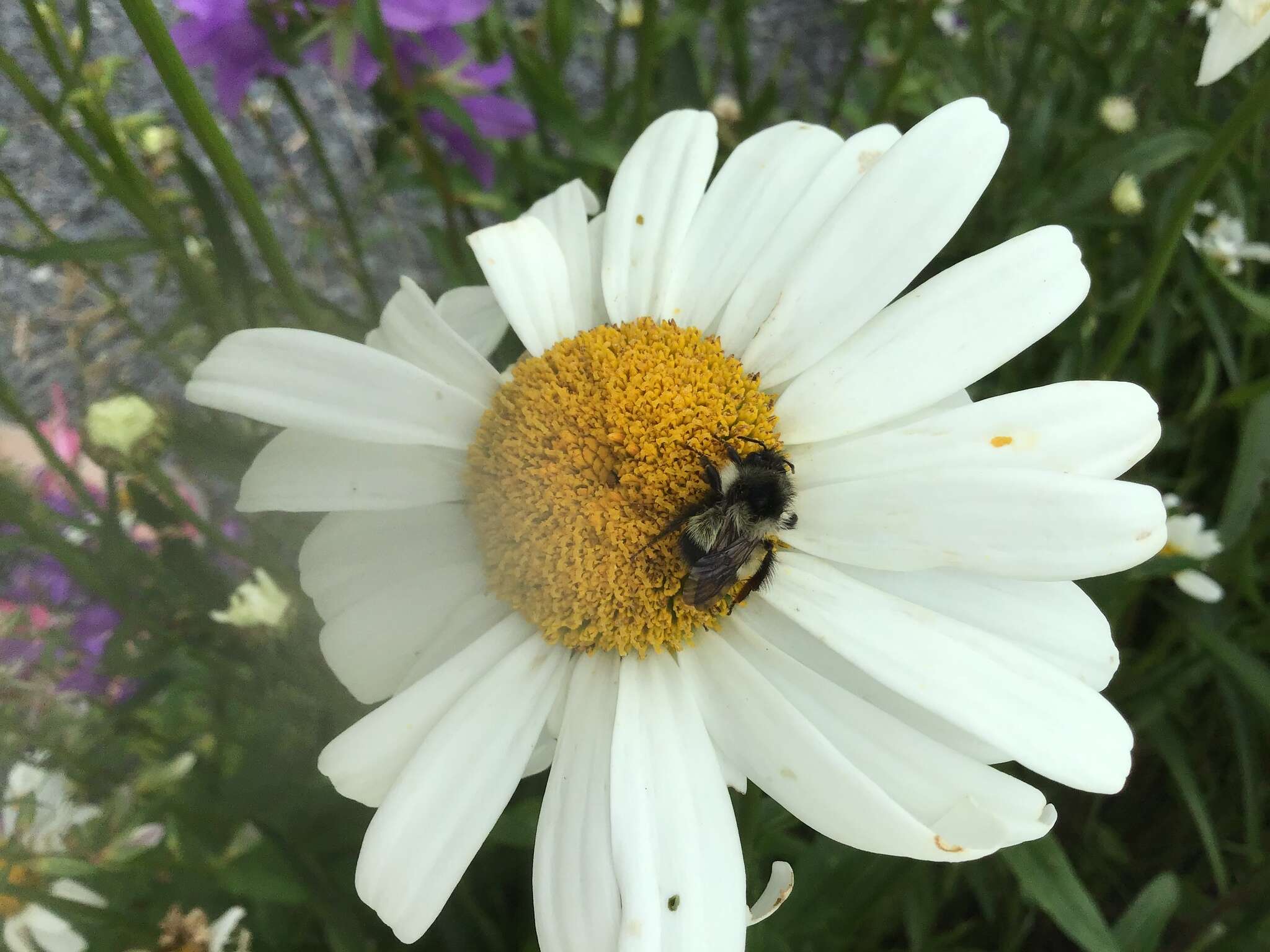 Imagem de Bombus vagans bolsteri Franklin 1913