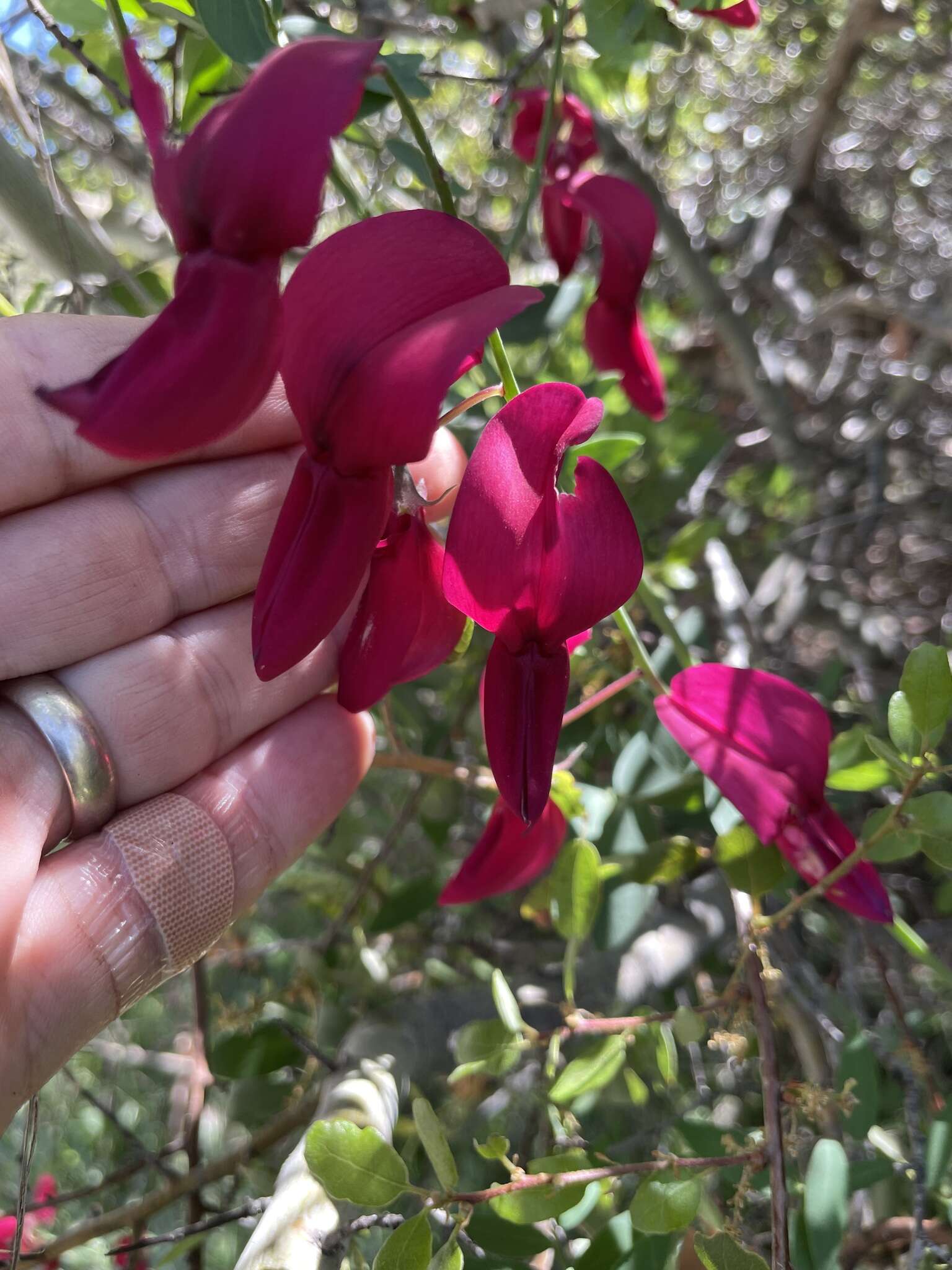 Imagem de Lathyrus splendens Kellogg