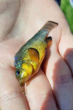 Image of Bahama sheepshead minnow