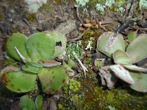 Image of Haworthia herbacea (Mill.) Stearn