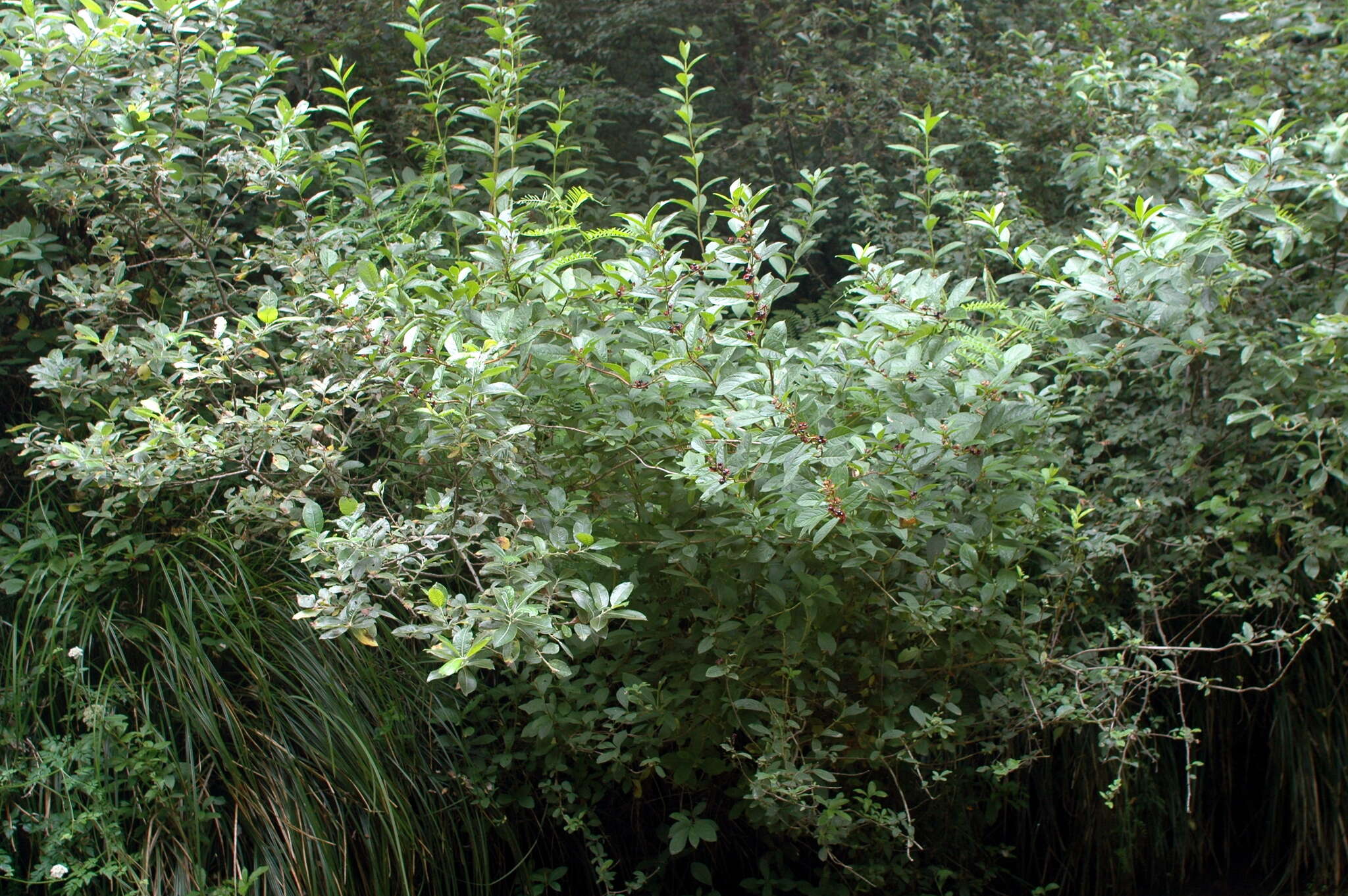 Image of twinberry honeysuckle