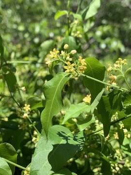 Image of Secamone parvifolia (Oliv.) Bullock