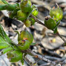 Image of Hibbertia vaginata (Benth.) F. Müll.