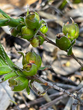 Image of Hibbertia vaginata (Benth.) F. Müll.