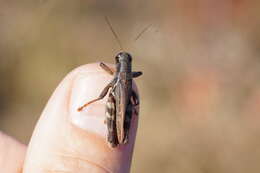 Melanoplus keeleri Thomas & C. 1874的圖片