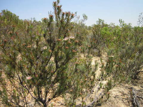 Image of Protea mucronifolia Salisb.