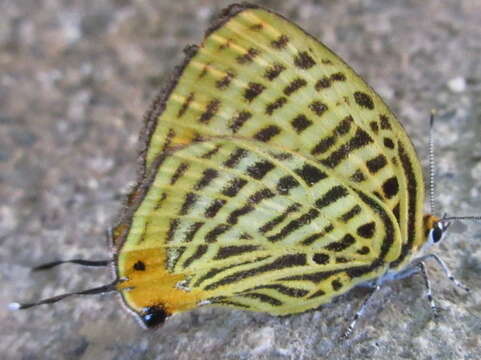 Image of Japonica saepestriata (Hewitson 1865)