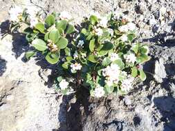 Sivun Rhaphiolepis indica var. umbellata (Thunb. ex Murray) H. Ohashi kuva