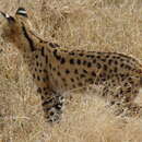 Image of Leptailurus serval lipostictus (Pocock 1907)