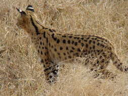 صورة Leptailurus serval lipostictus (Pocock 1907)