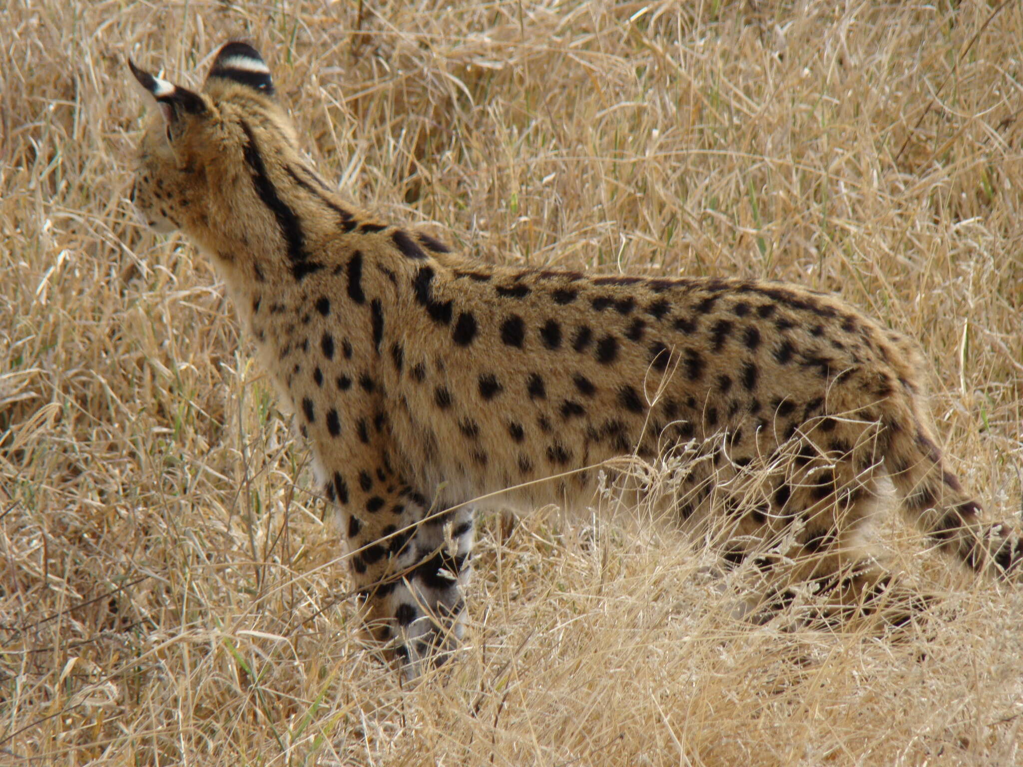 صورة Leptailurus serval lipostictus (Pocock 1907)