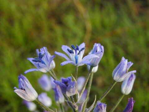 Image of Hyacinthoides mauritanica (Schousb.) Speta