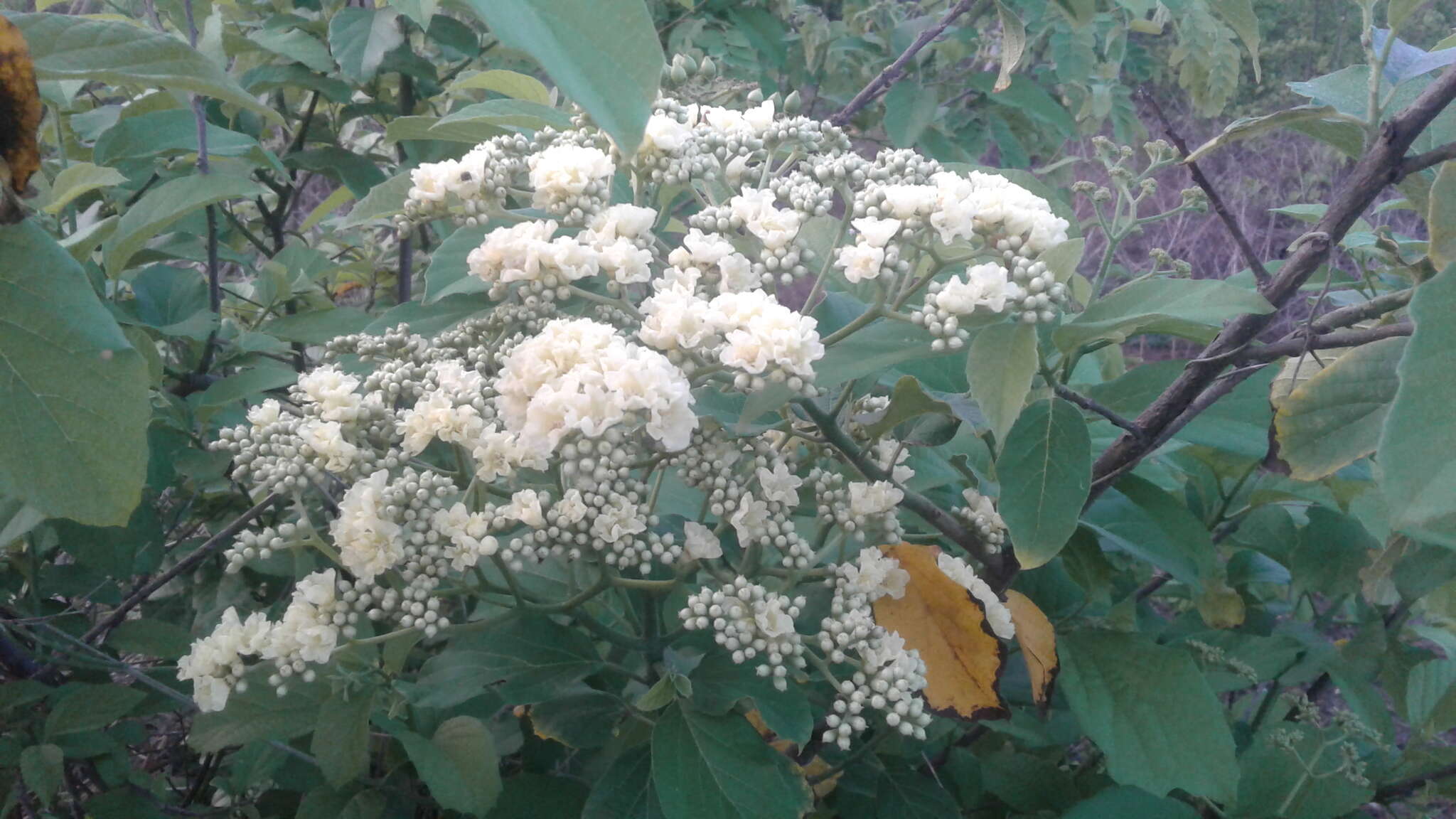 Image of Cordia dentata Poir.