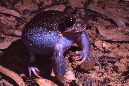 Image of Eastern Owl Frog