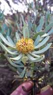 Image of Leucadendron sheilae I. J. M. Williams