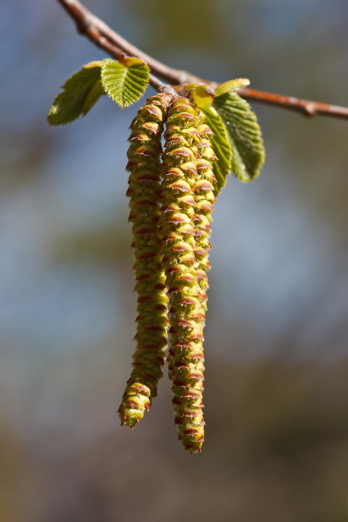 Ostrya carpinifolia (rights holder: Sarah Gregg)