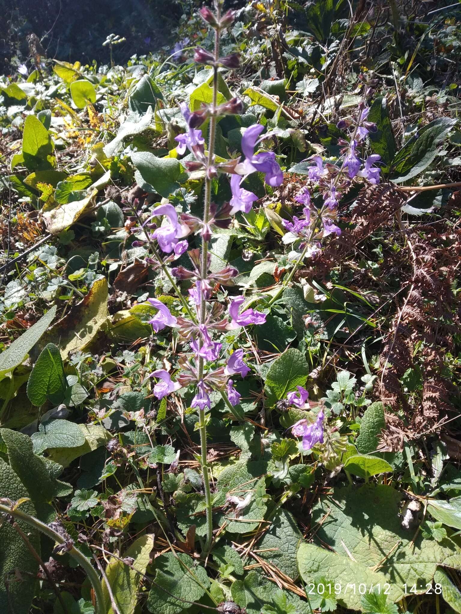 Imagem de Salvia forskaehlei L.