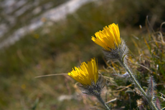 Image of <i>Hieracium morisianum</i>