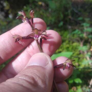 Image de Corallorhiza bulbosa A. Rich. & Galeotti