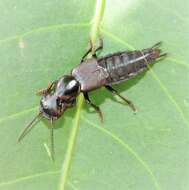 Image of Antimerus punctipennis Lea 1906