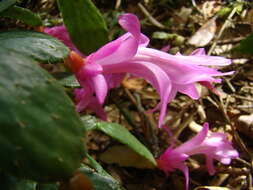 Plancia ëd Schlumbergera opuntioides (Loefgr. & Dusén) D. R. Hunt