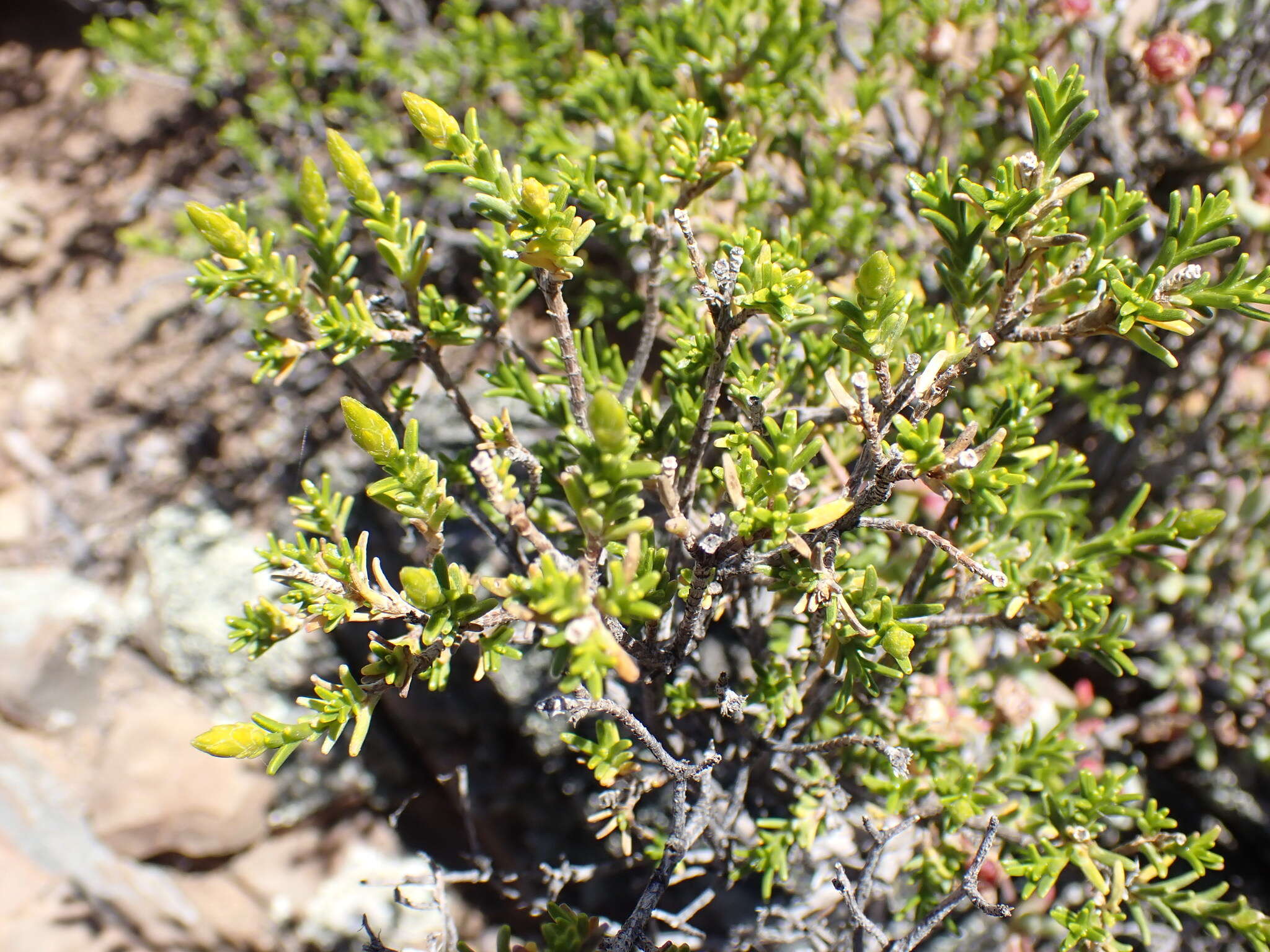 Image of Pteronia empetrifolia DC.