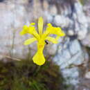 Image of Moraea neglecta G. J. Lewis
