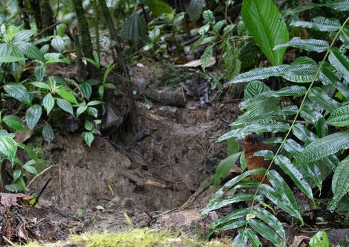 Image of Giant Antpitta